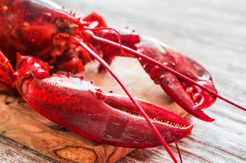 12 homard 3/4 LBS SPÉCIAL